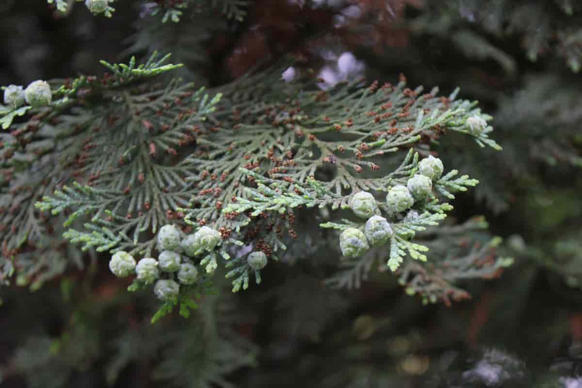 Canada Hemlock