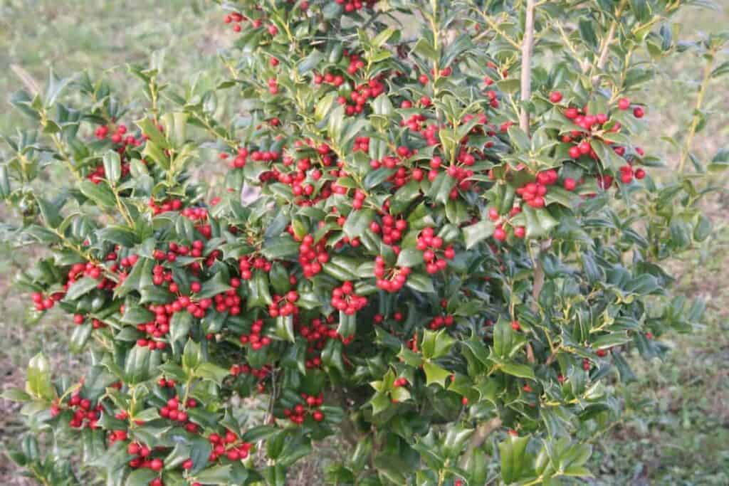 Burfords Holly