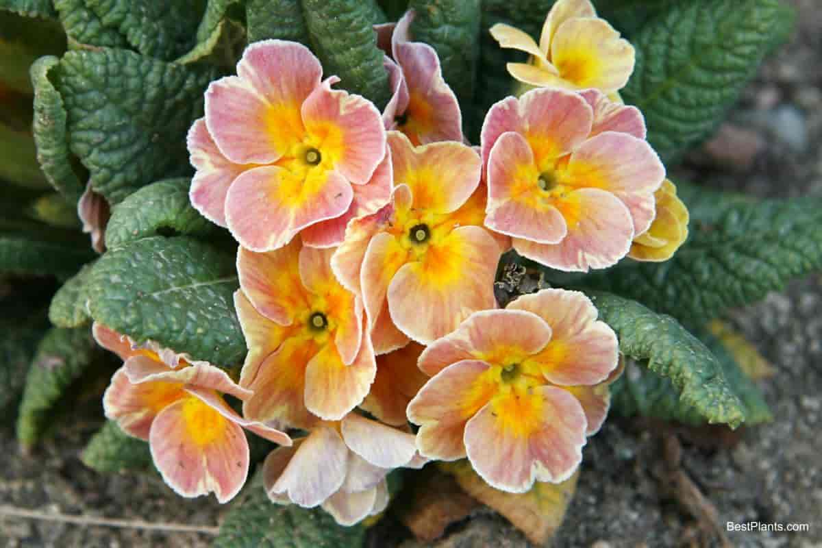 primula all climates