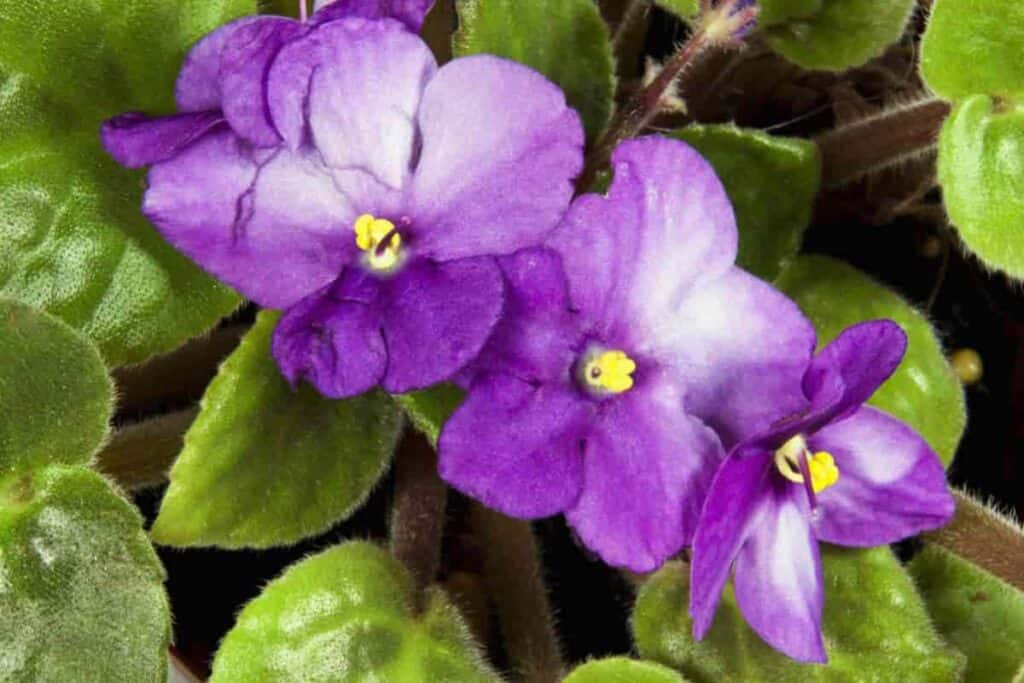 Pixie African Violet