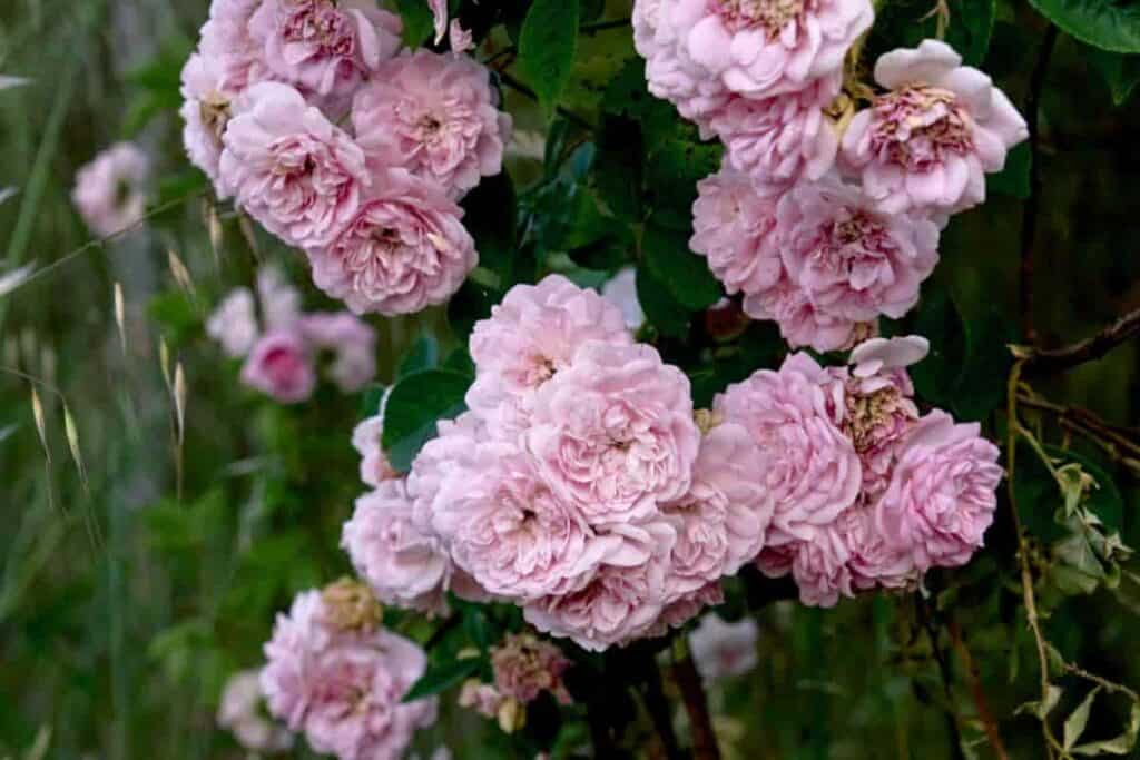 Old Roses