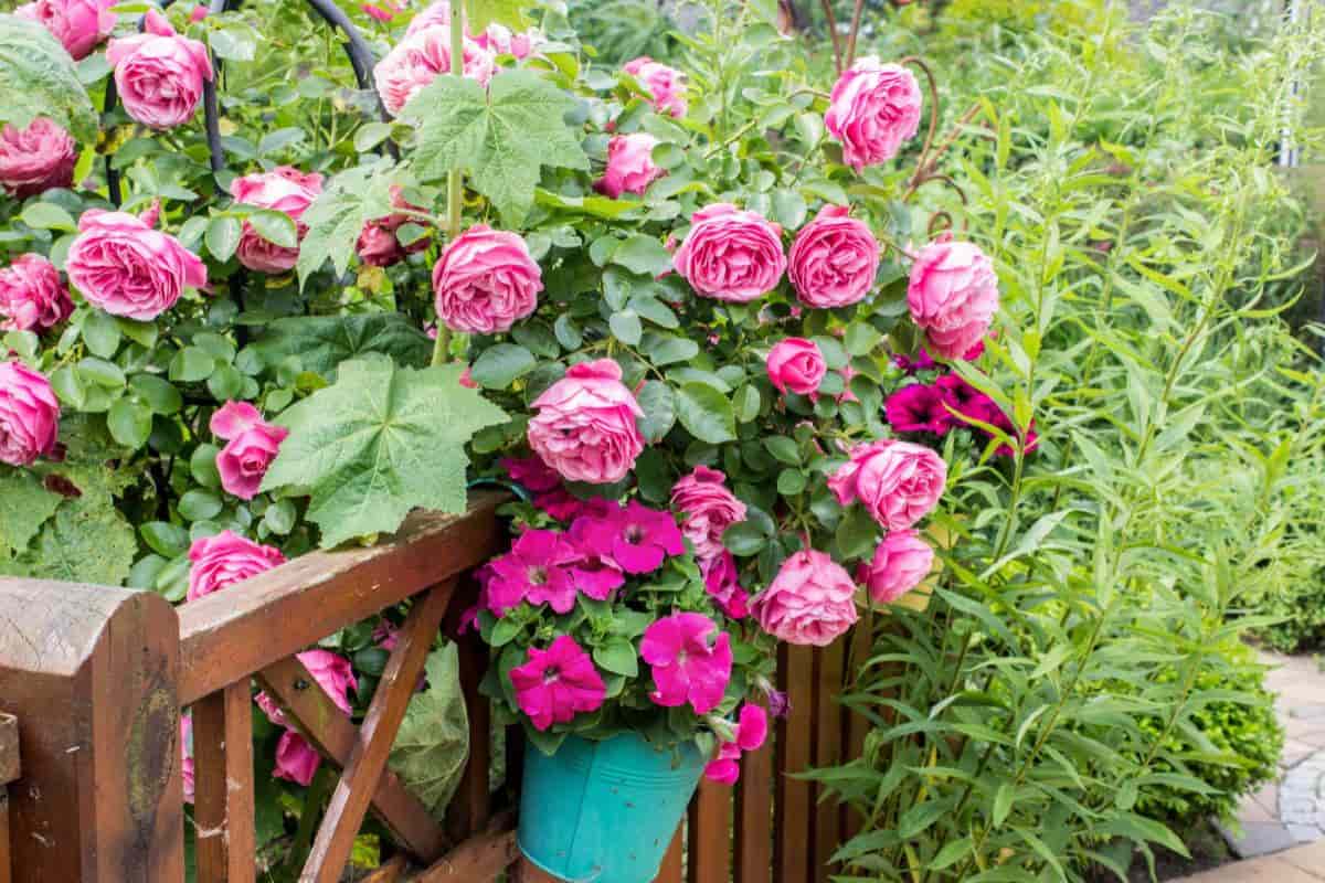 why not live with roses