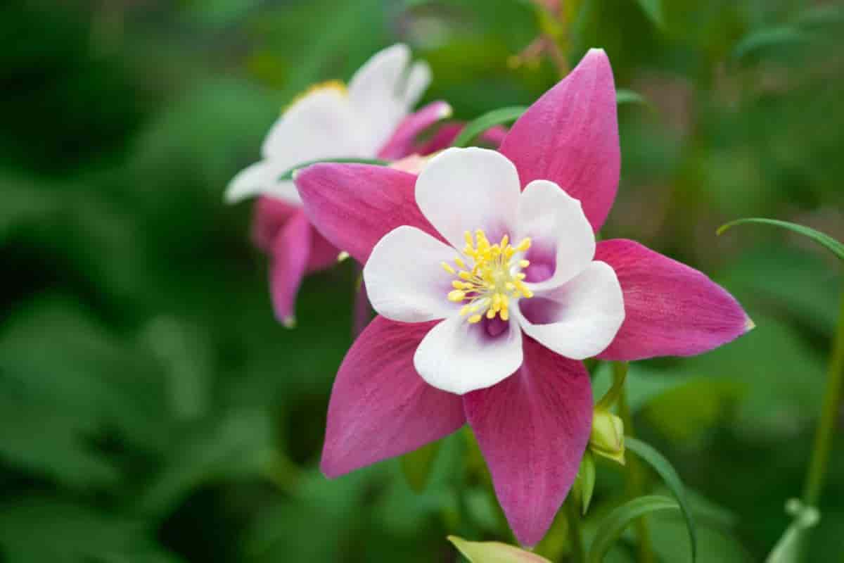 mckana columbines