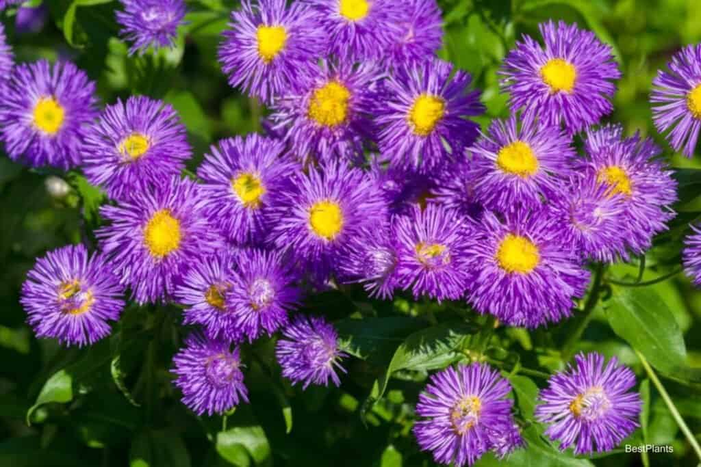 hardy asters flower