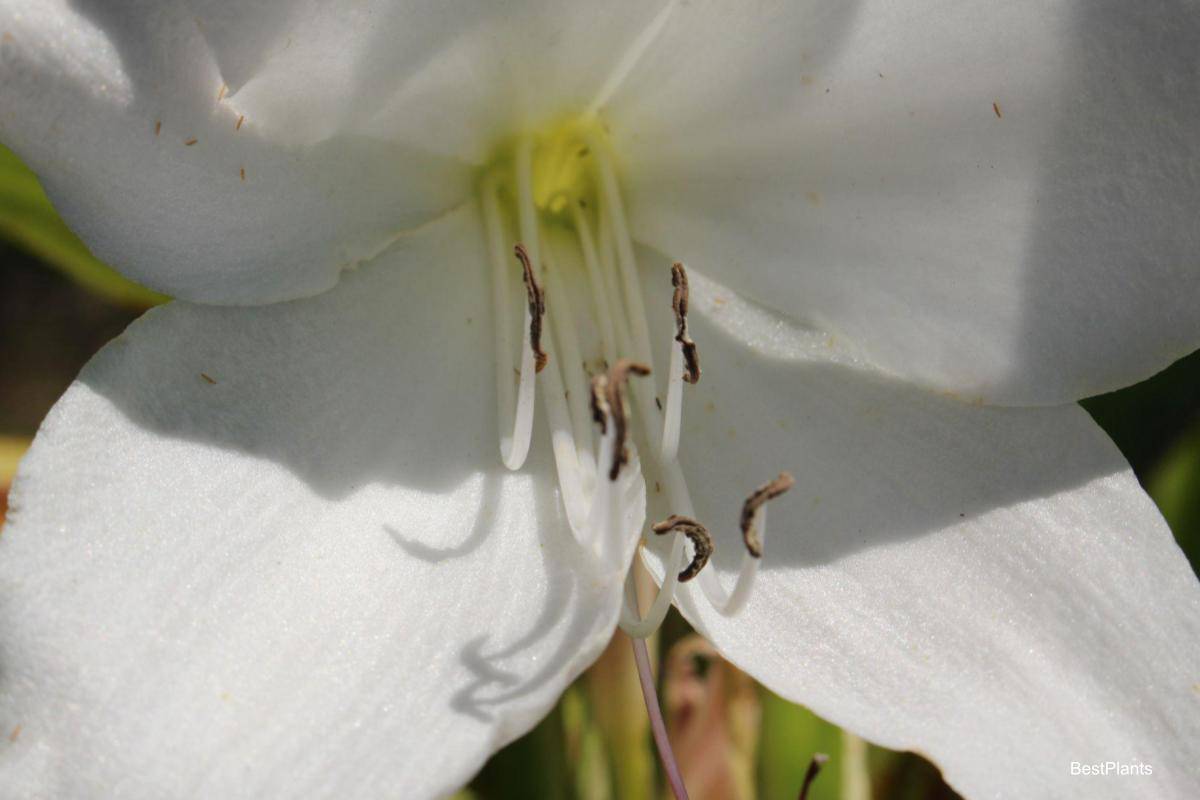 DIY Hybridizing