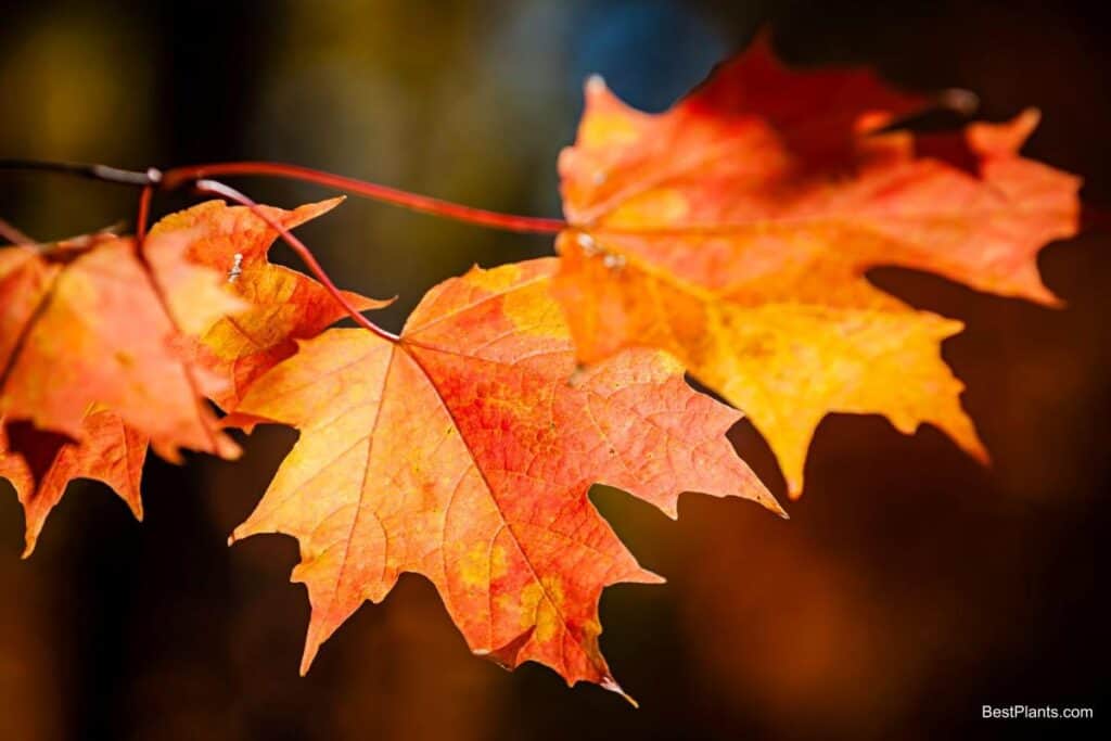 maples trees