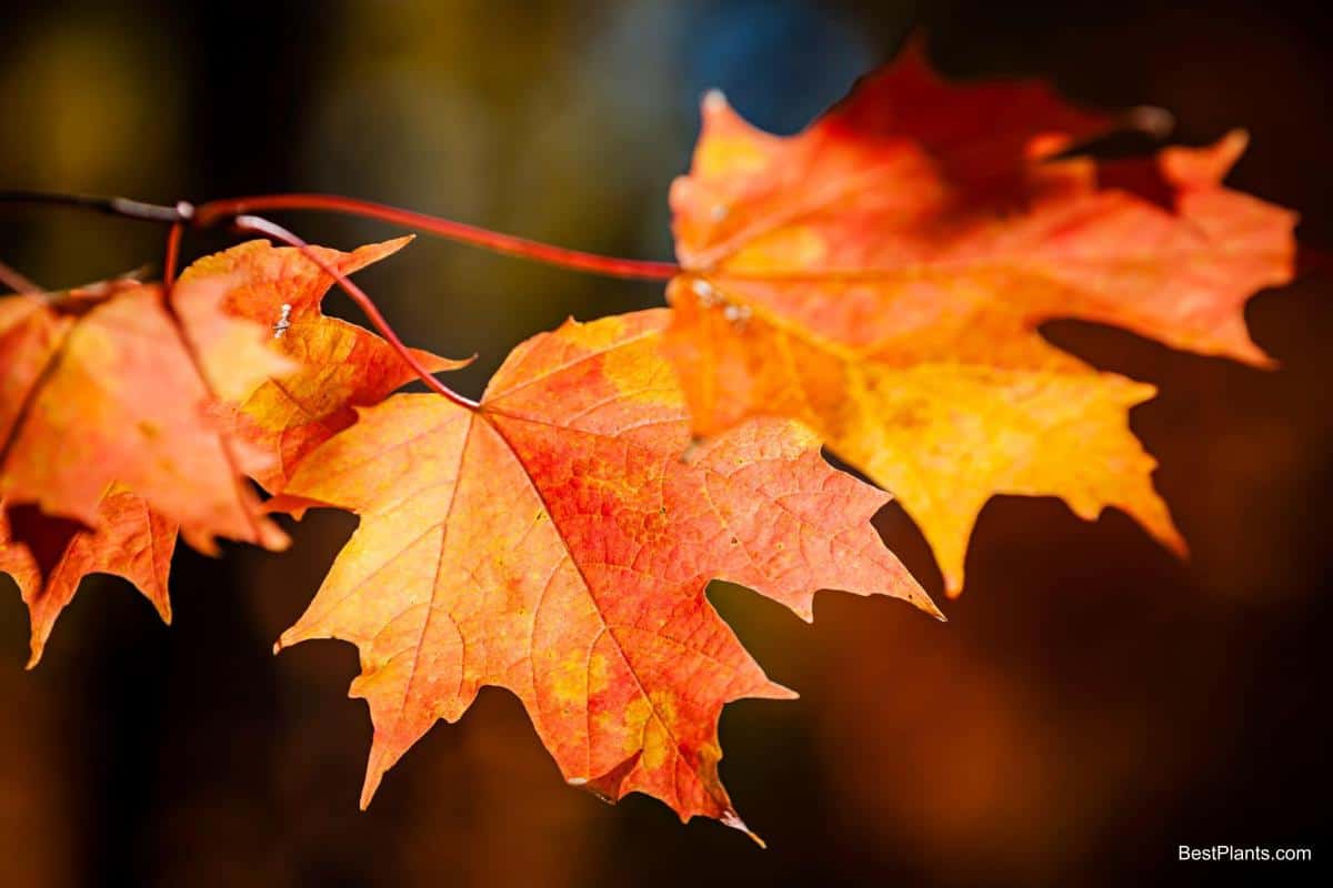 maples trees