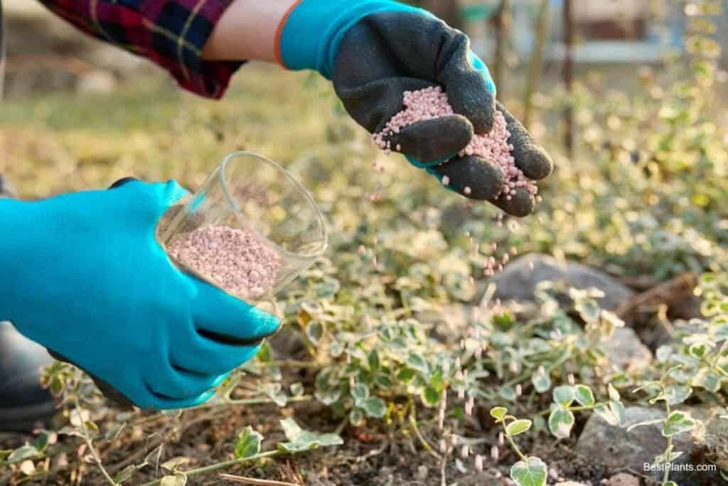 ornamental plants
