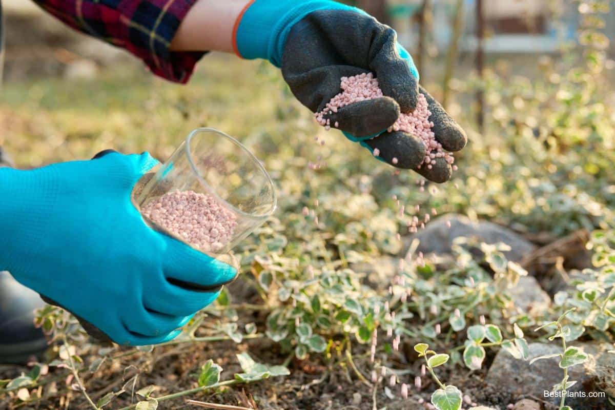 ornamental plants