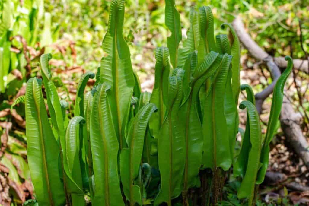 Rare Fern