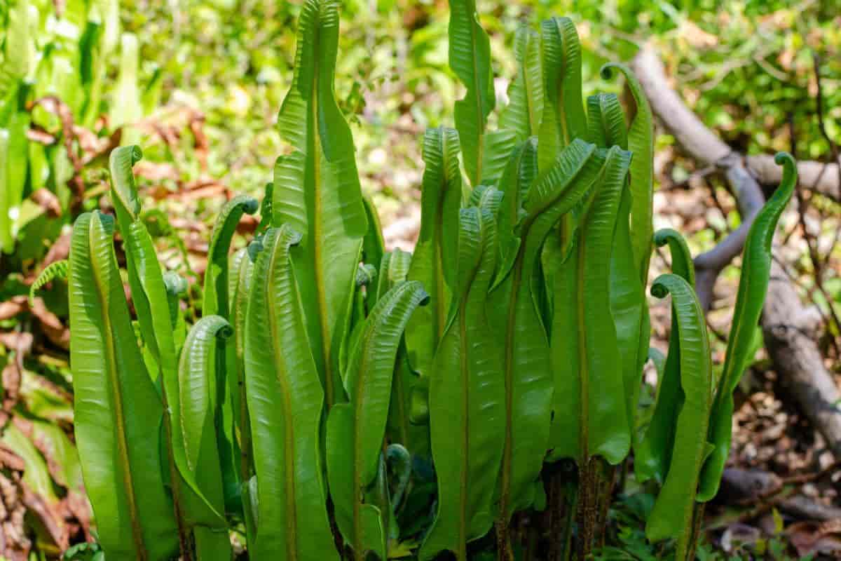 Rare Fern