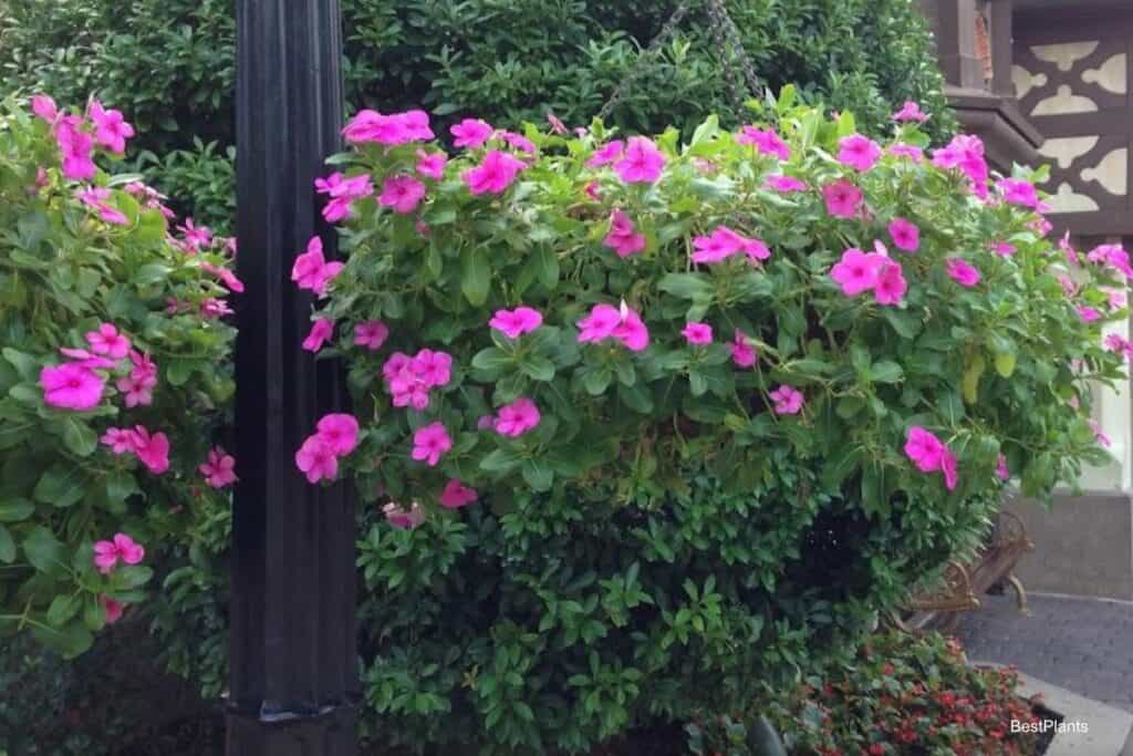 annuals in shade
