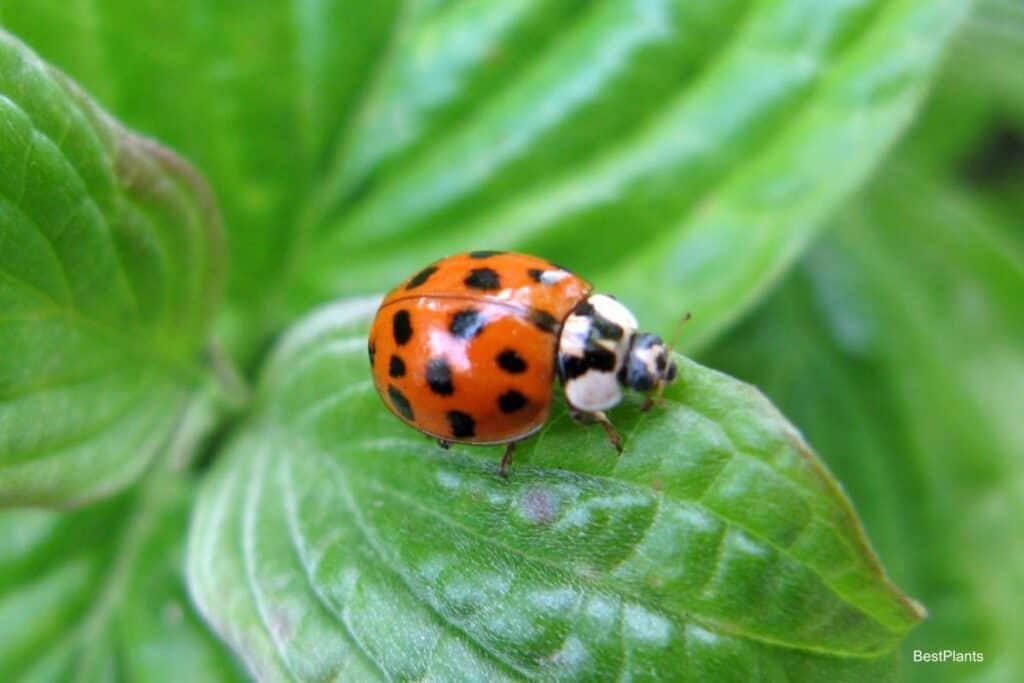 Ladybug