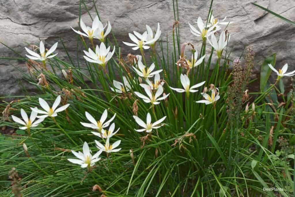 jamestown lilies