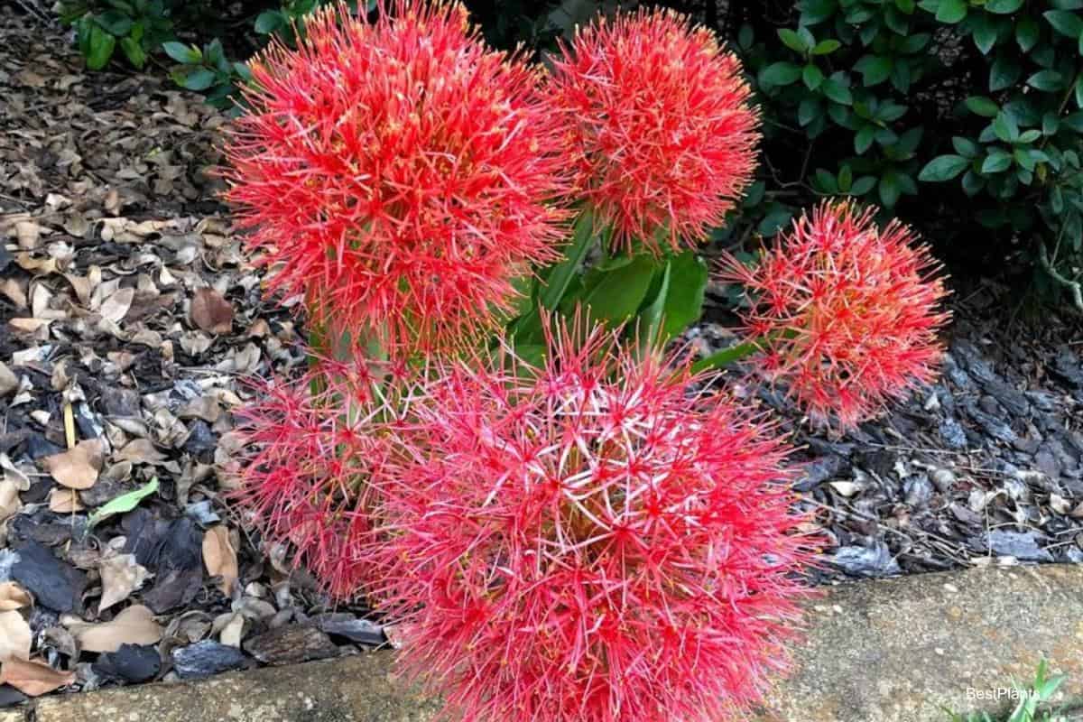 curious blood lily flower