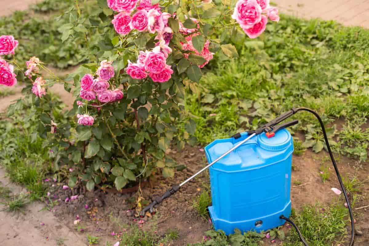 keep rose pests on the sun