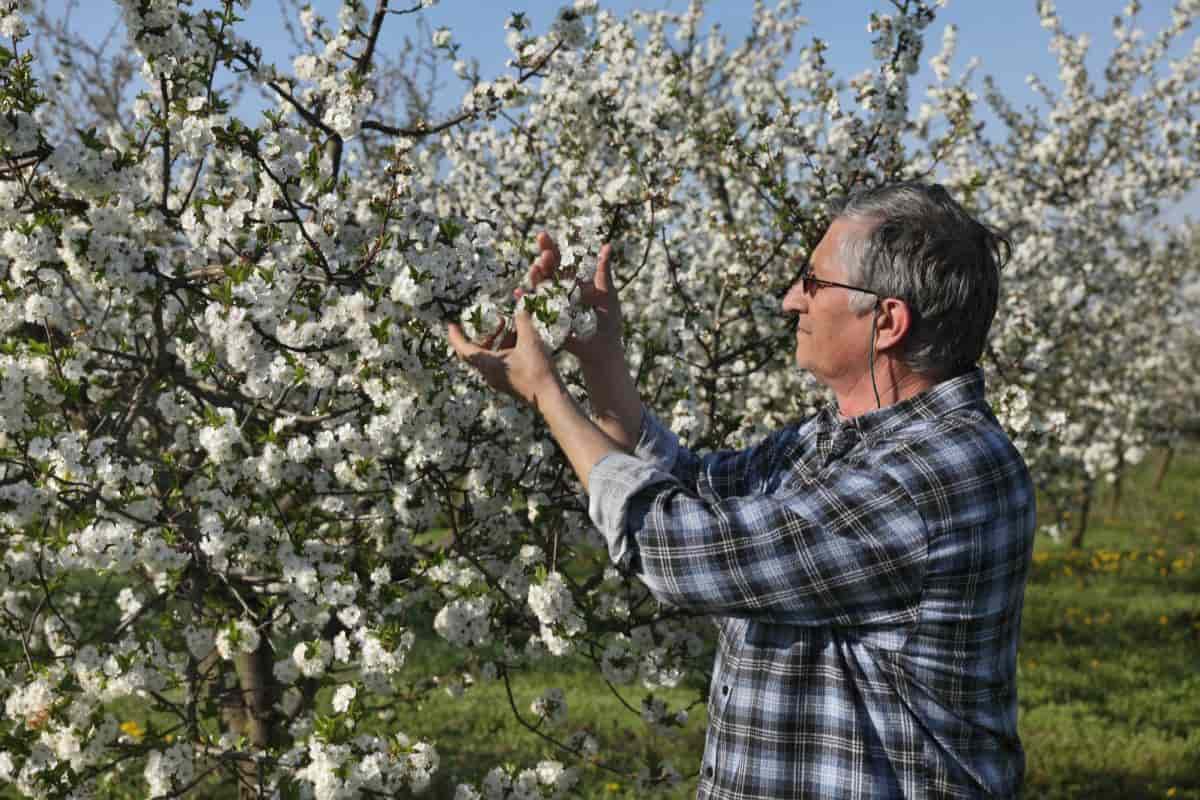 Plums in Fruit Garden