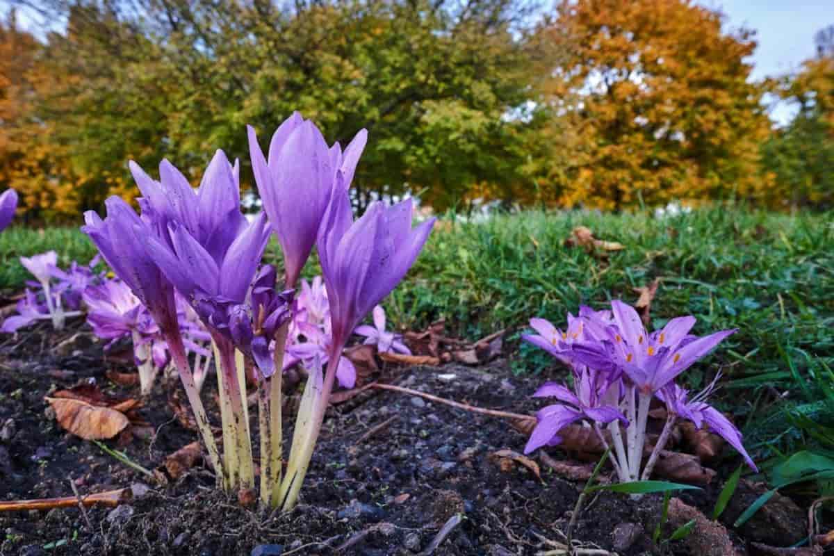 Colchicum