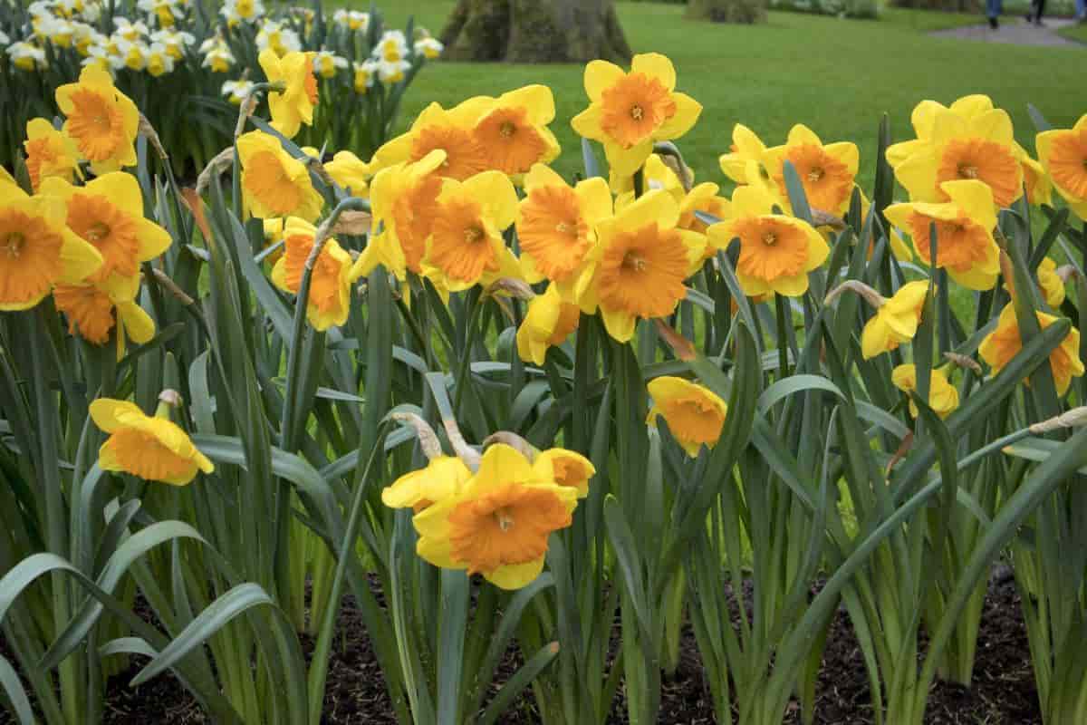 Order your Daffodils
