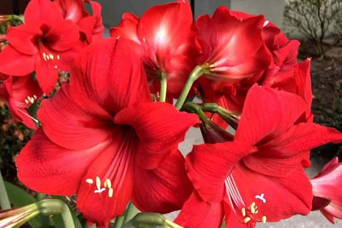 Hardy Amaryllis