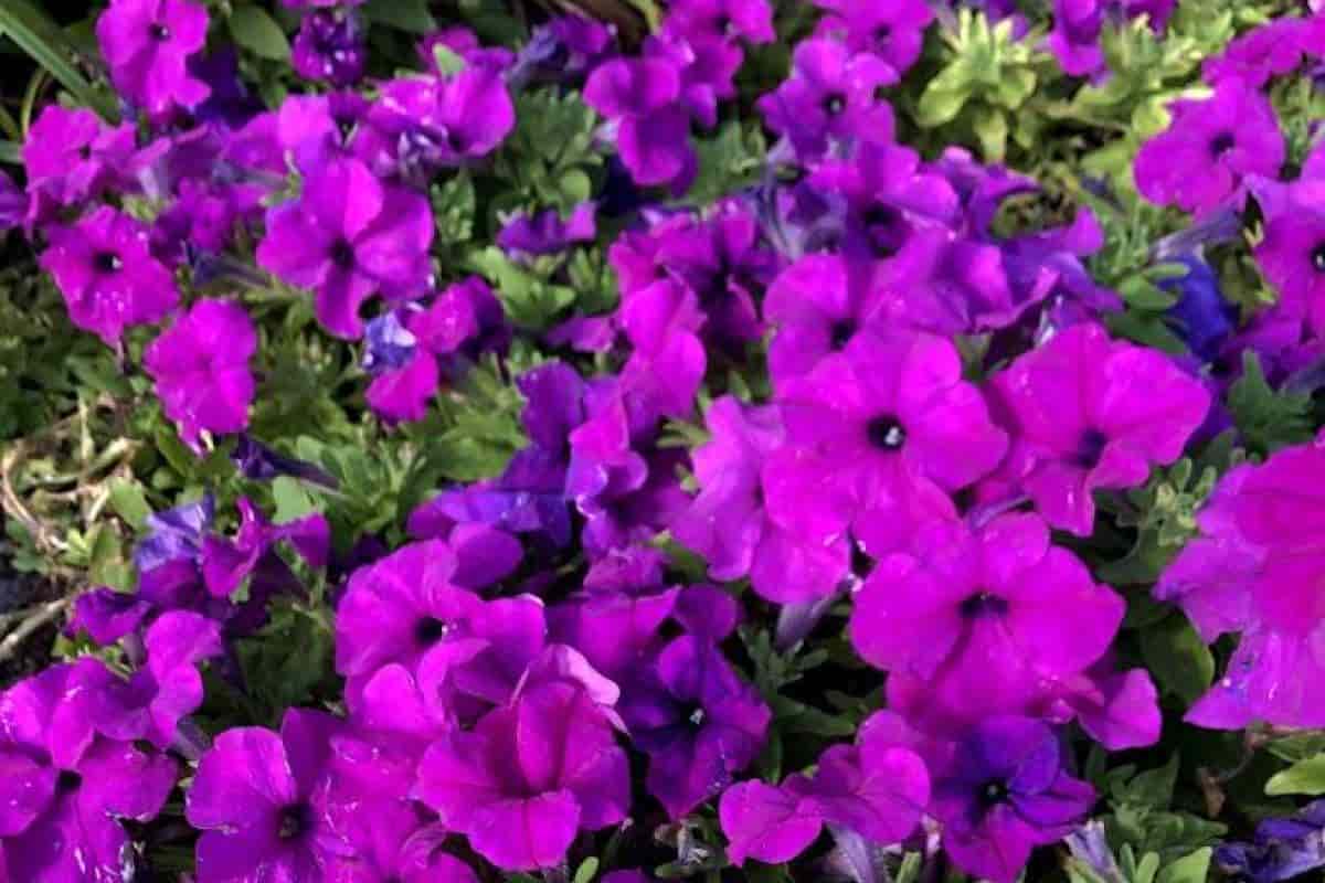 Garden of Petunias