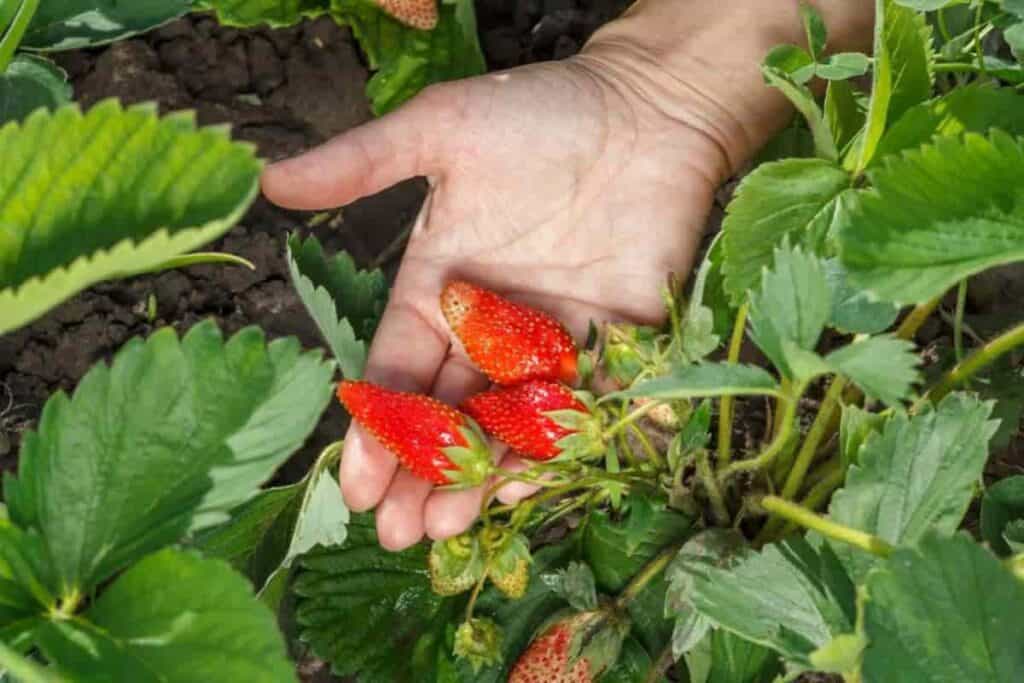 Starting Strawberries