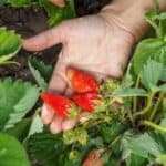 Pinterest Hidden Image