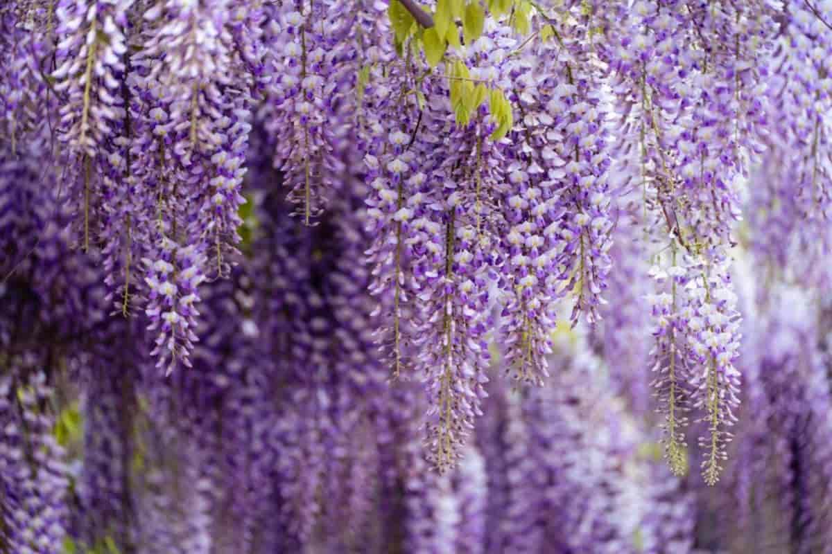 Use Climbing Plants