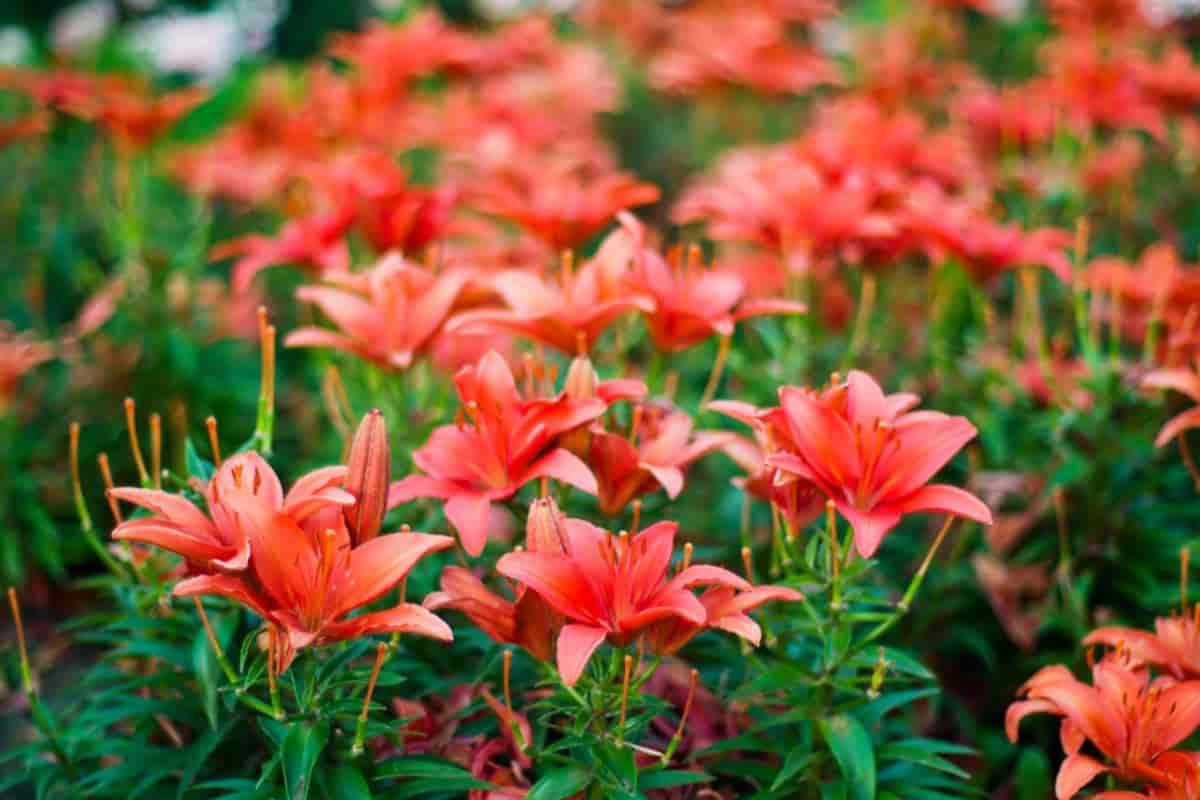 Beginner with Lilies