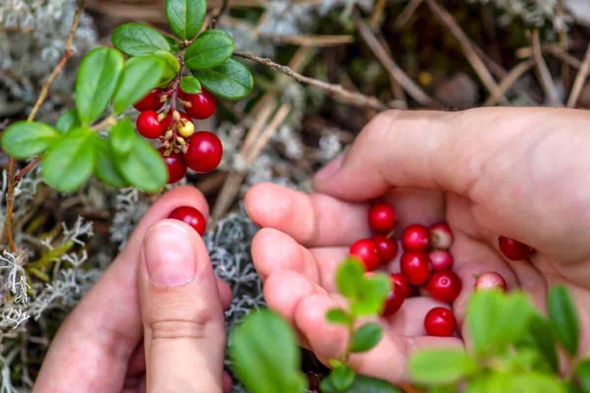 Backyard Cranberry