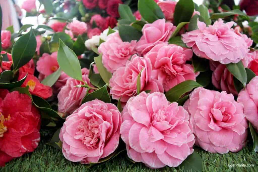Hardy Camellias