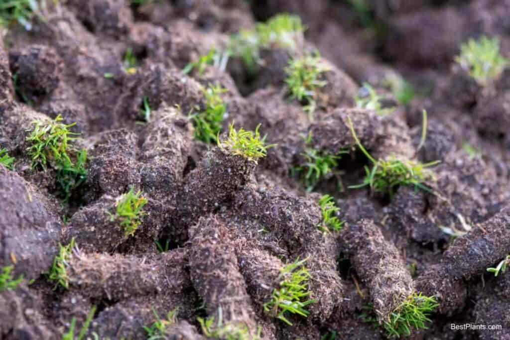 Better Lawns