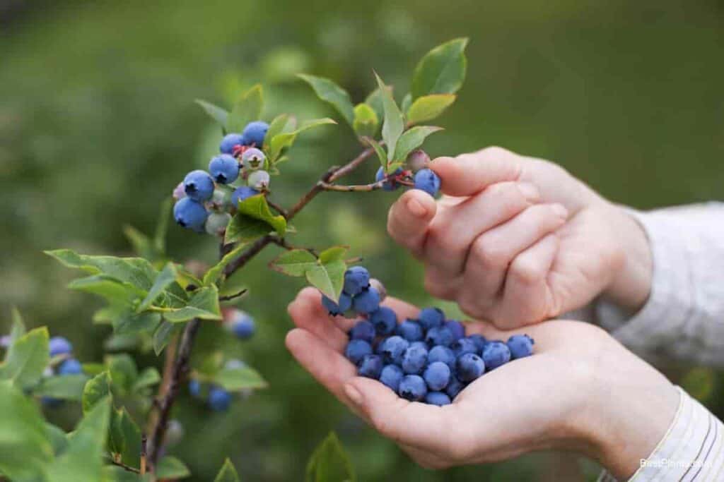 Planting Blueberries