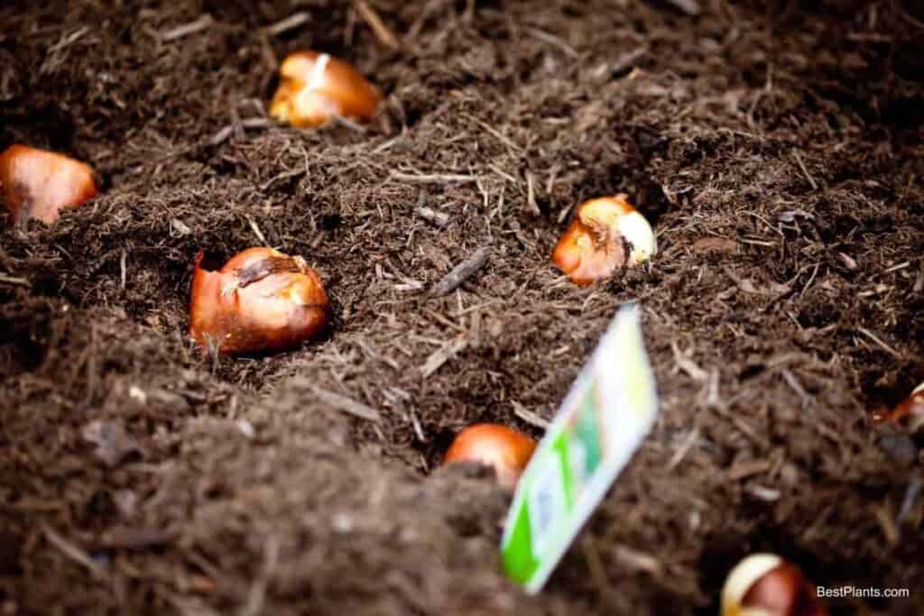planting tulip september
