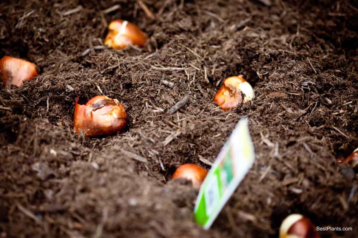 planting tulip september