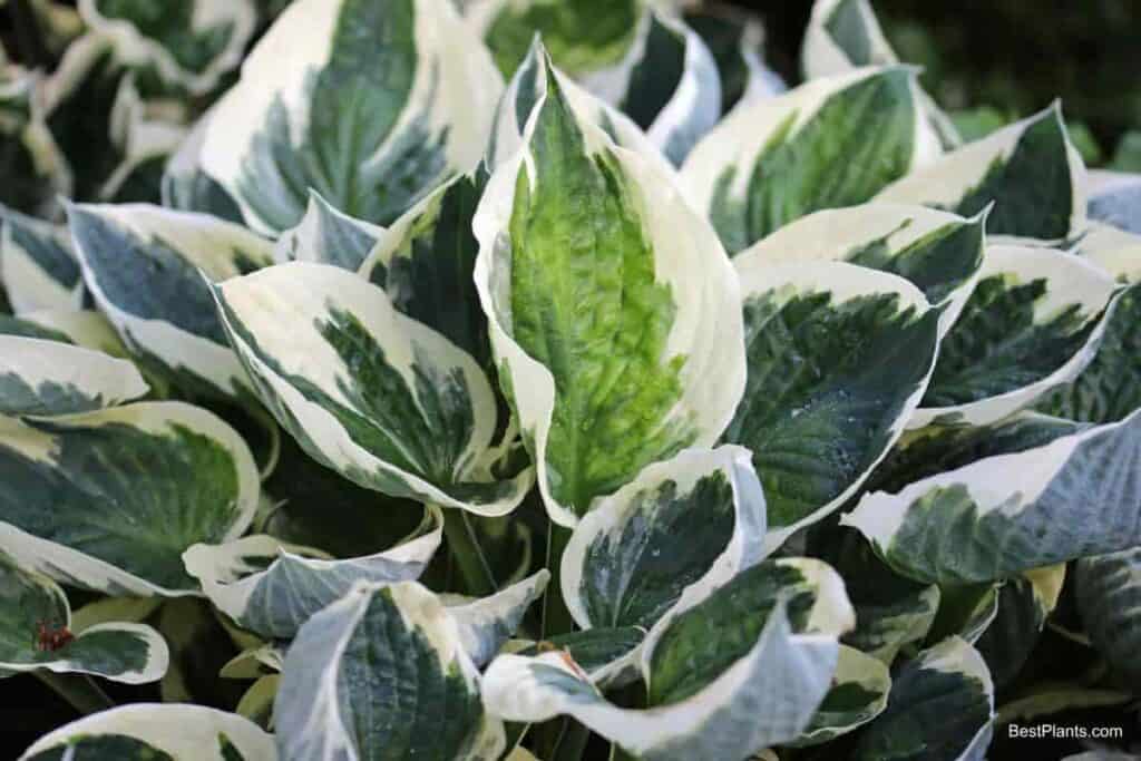 variegated foliage green white accent