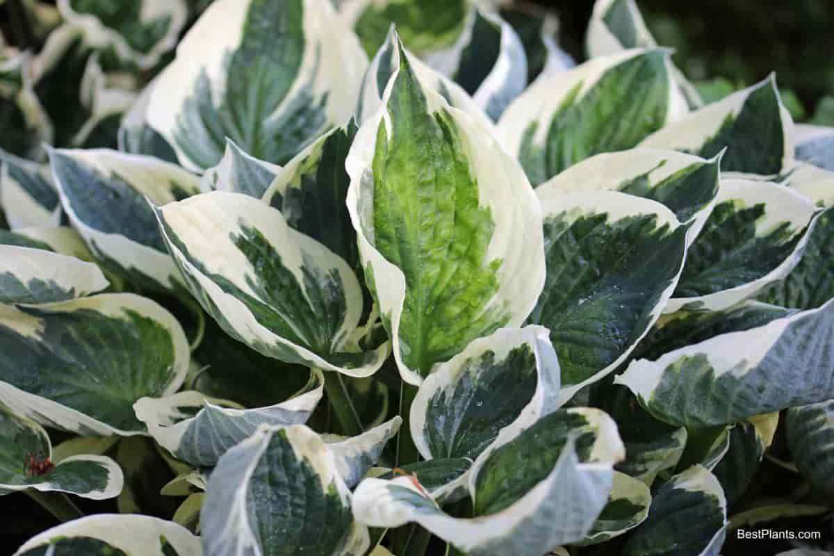 variegated foliage green white accent