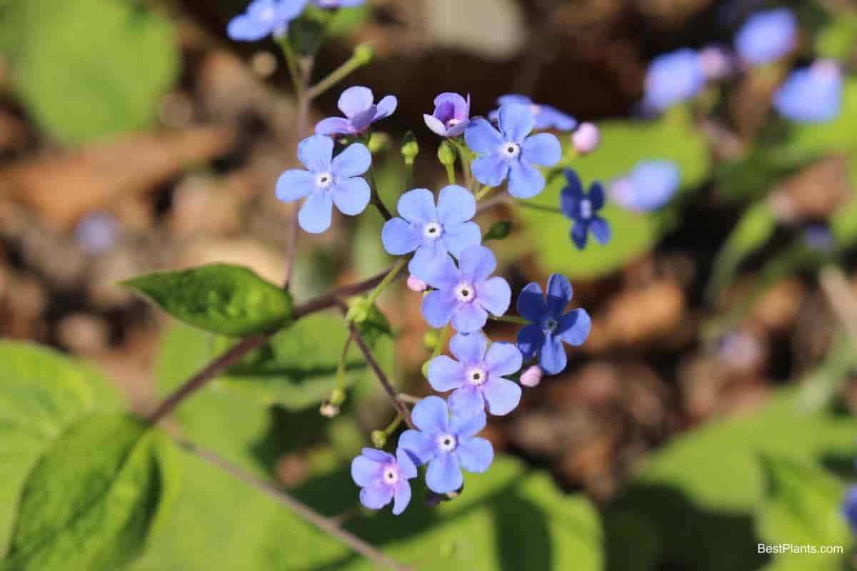 perennials easier gardening