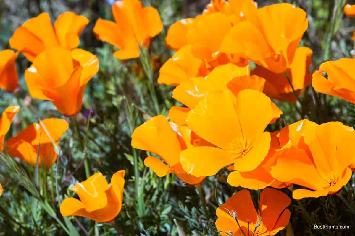 california poppy spaniards