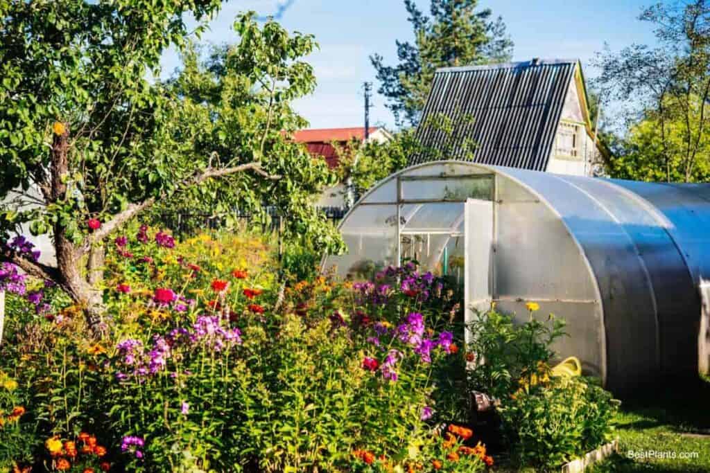 Greenhouse