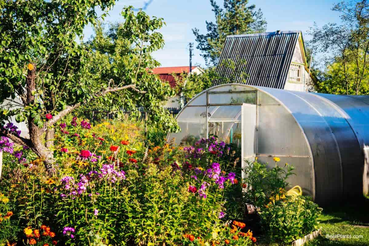 Greenhouse