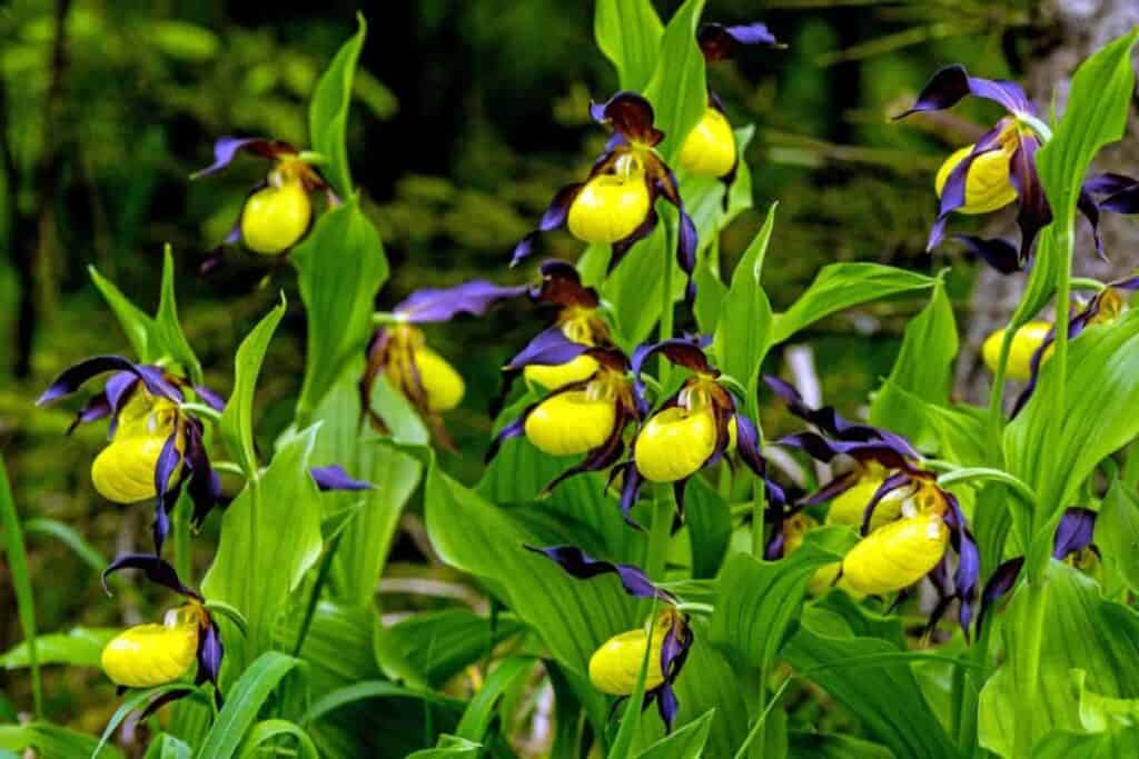 Growing Wildflowers