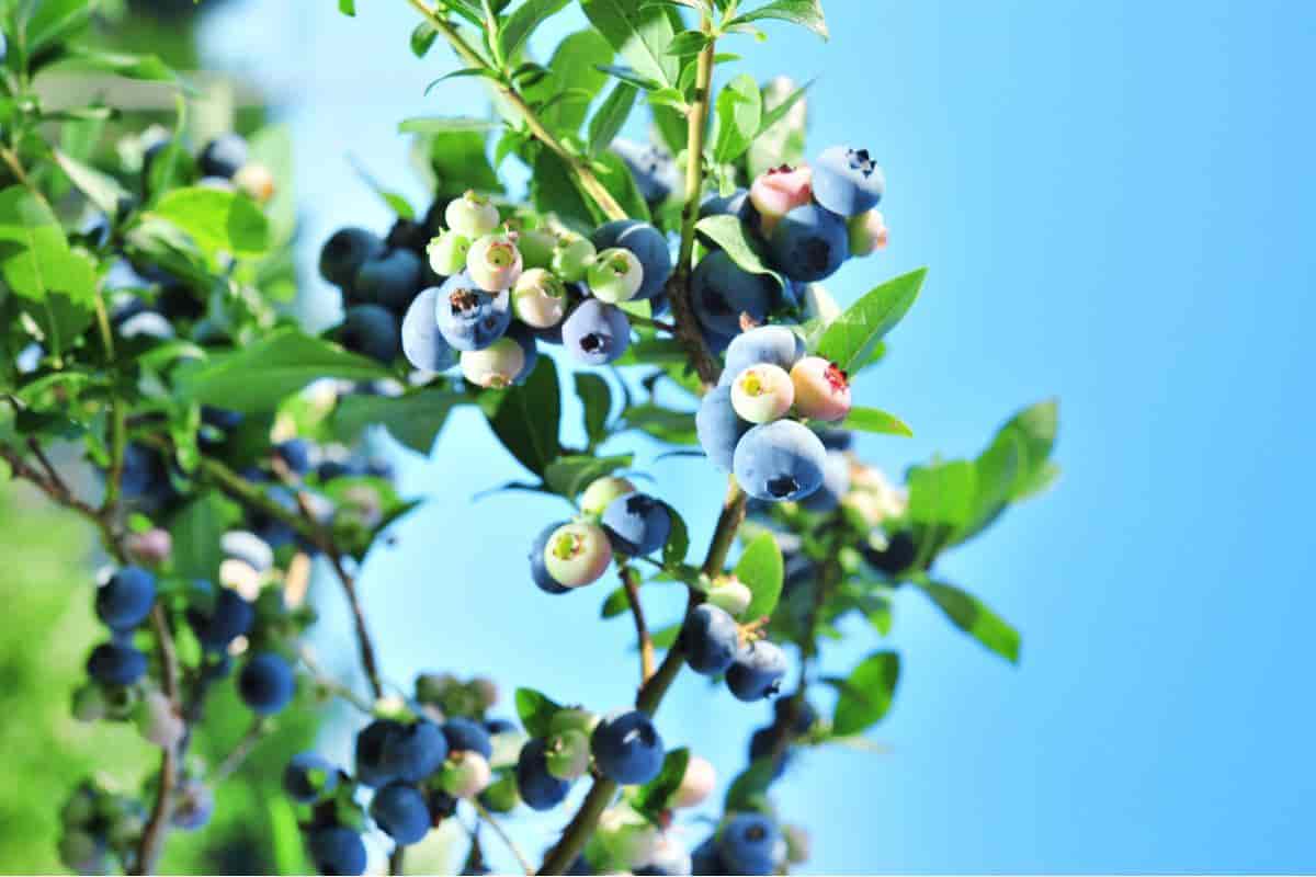 Blueberries