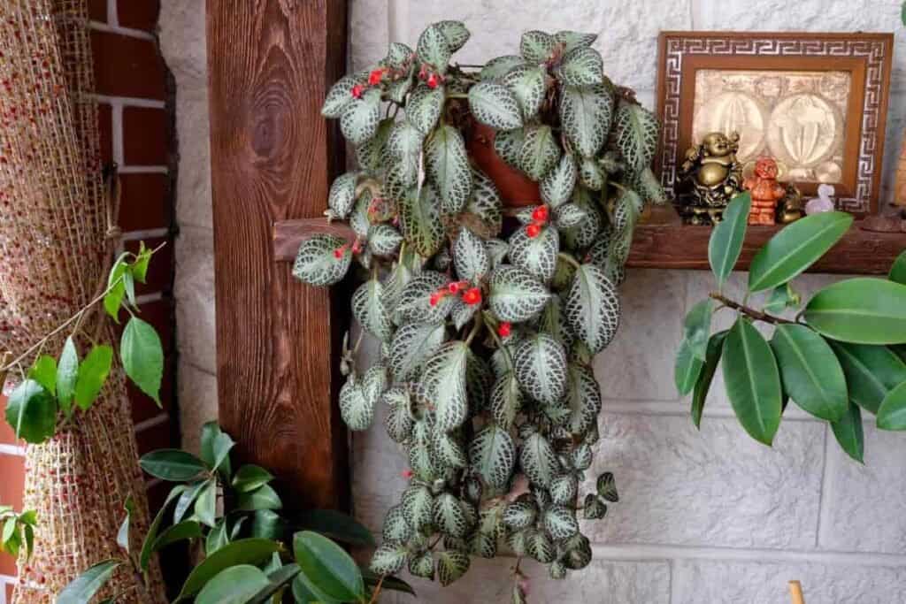 Trailing Relatives African Violets