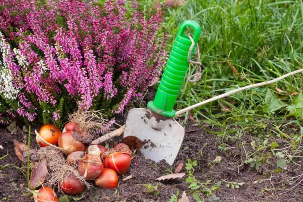 plant for spring garden pageant