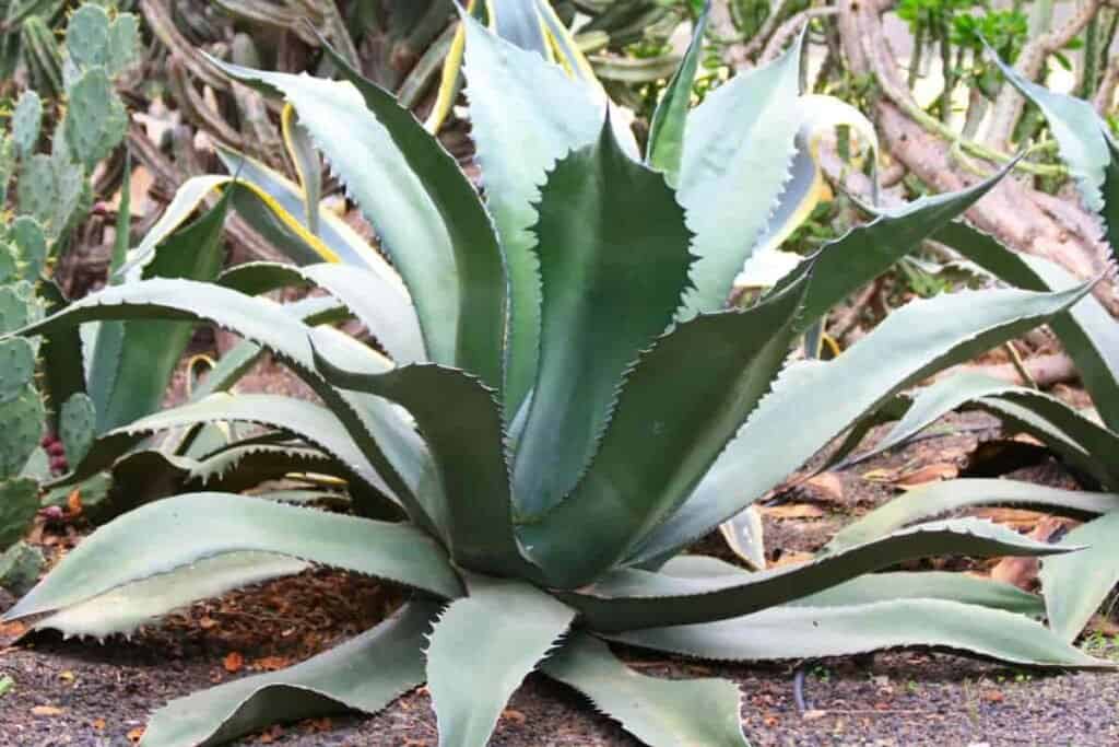 mexico varied plant life