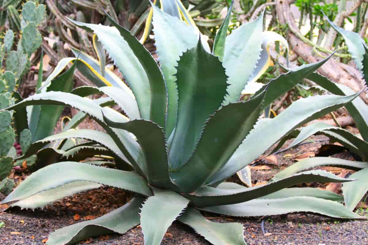 mexico varied plant life