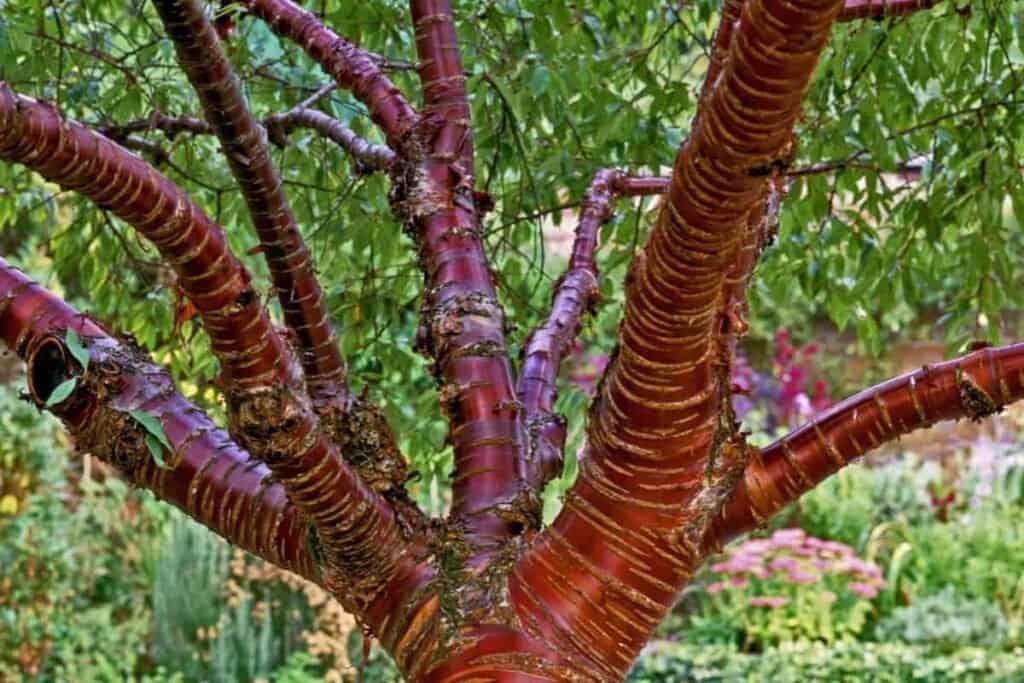 young trees shrubs drought