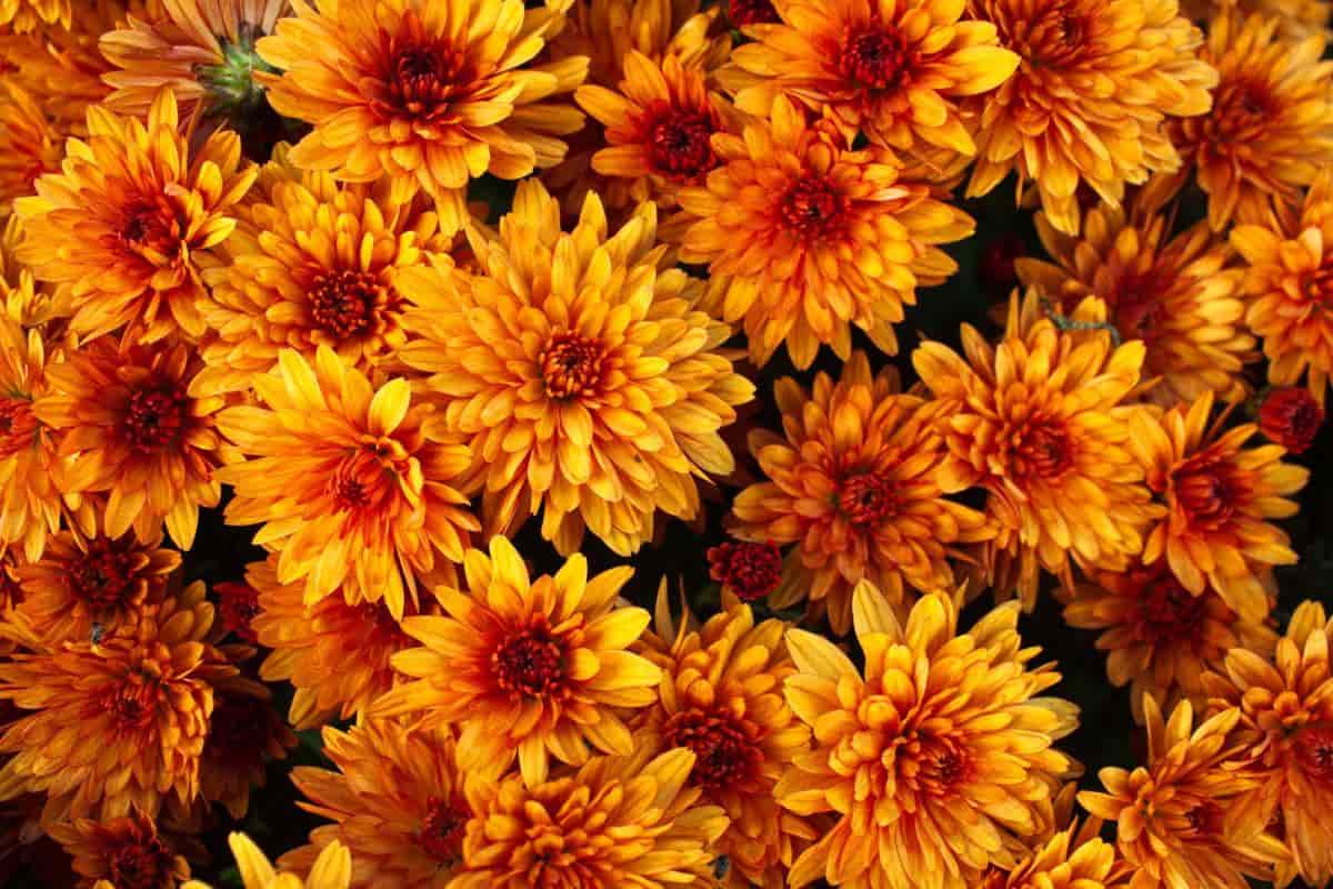 hardy chrysanthemums