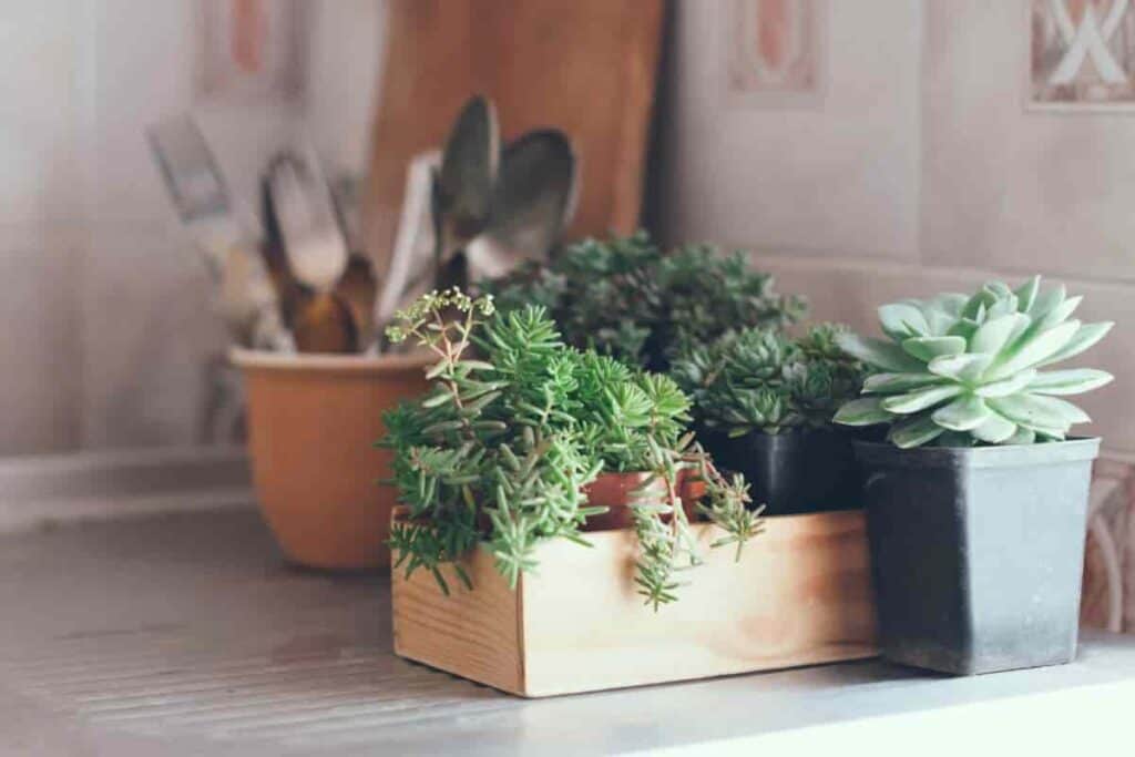 Keeping Plants Happy